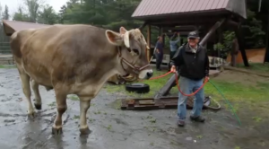 Lg_Livestock_1