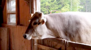 Lg_Livestock_3