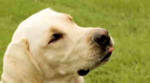 Doggy Doggy