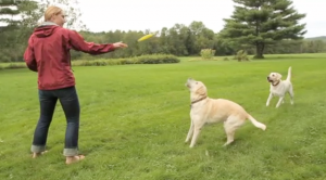 Pets_4