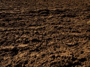 soils