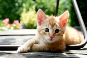Red_Kitten_01