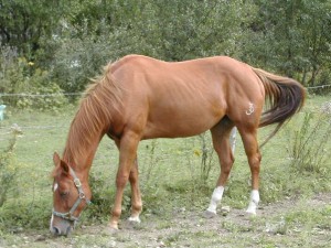 horse