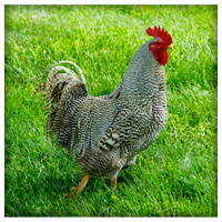 Barred Rock Barred Rock