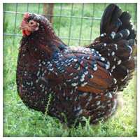 Speckled Sussex Speckled Sussex