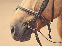 Horse Leashes Horse Leashes
